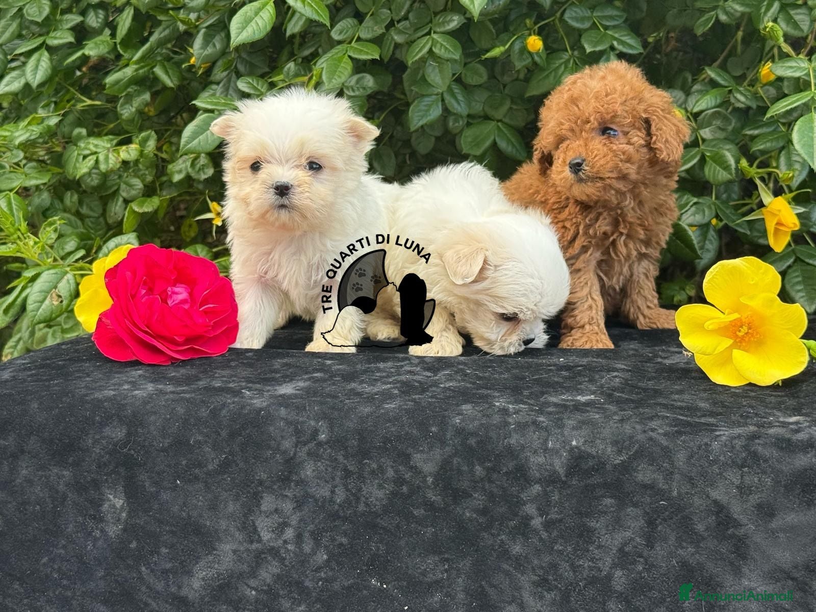 Maltese cani Maltese Trequartidiluna - Annuncio 6