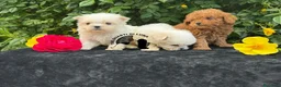 Maltese cani in vendita: Maltese Trequartidiluna - Annuncio 1