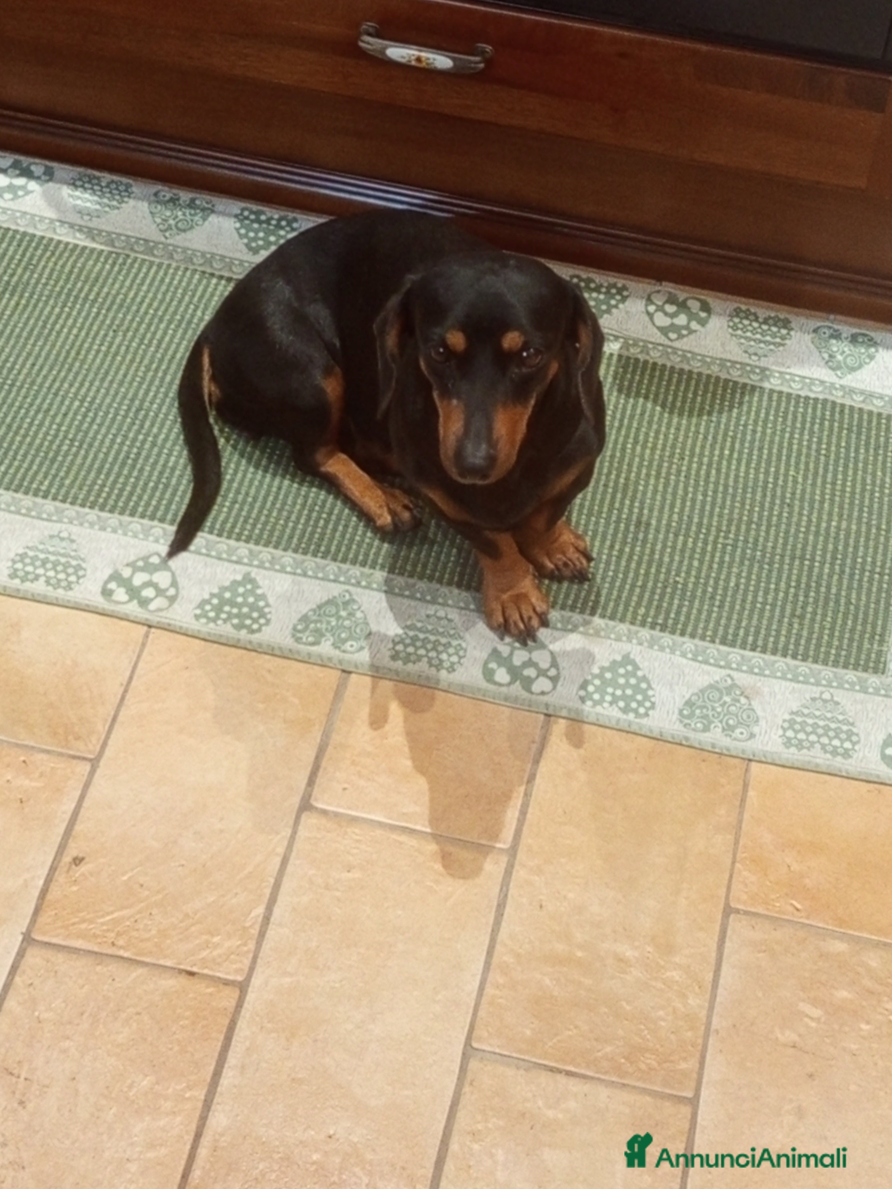 Bassotto cani Bassotto  - Annuncio 13