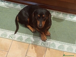 Bassotto cani Bassotto - Annuncio 6