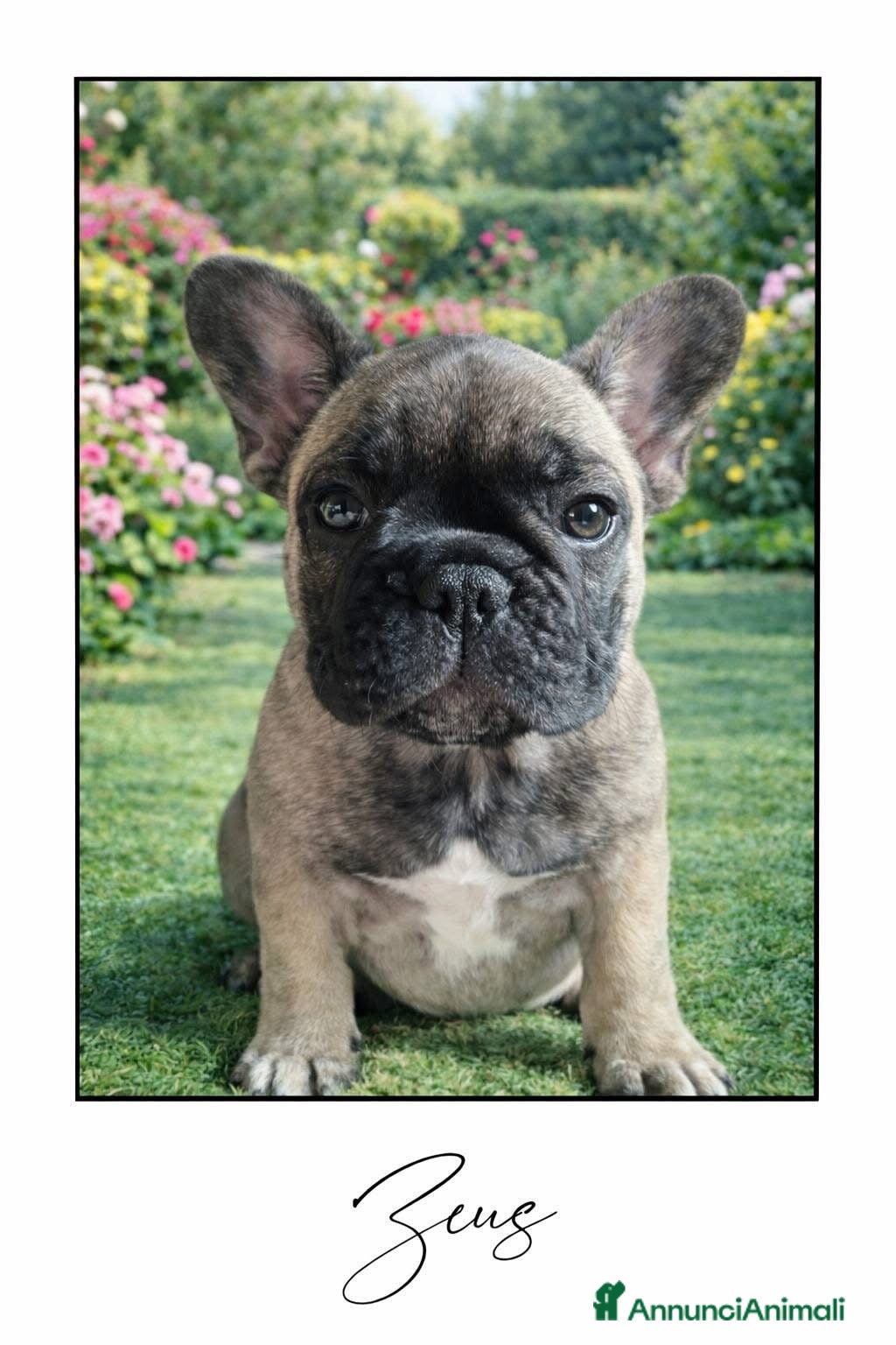 Bulldog Francese cani Disponibili cuccioli di Bulldog Francese - Annuncio 2