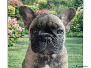 Bulldog Francese cani Disponibili cuccioli di Bulldog Francese - Annuncio 2