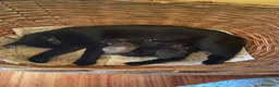 Meticcio gatti in regalo: Cucciolata gatto europeo meticcio - Annuncio 3