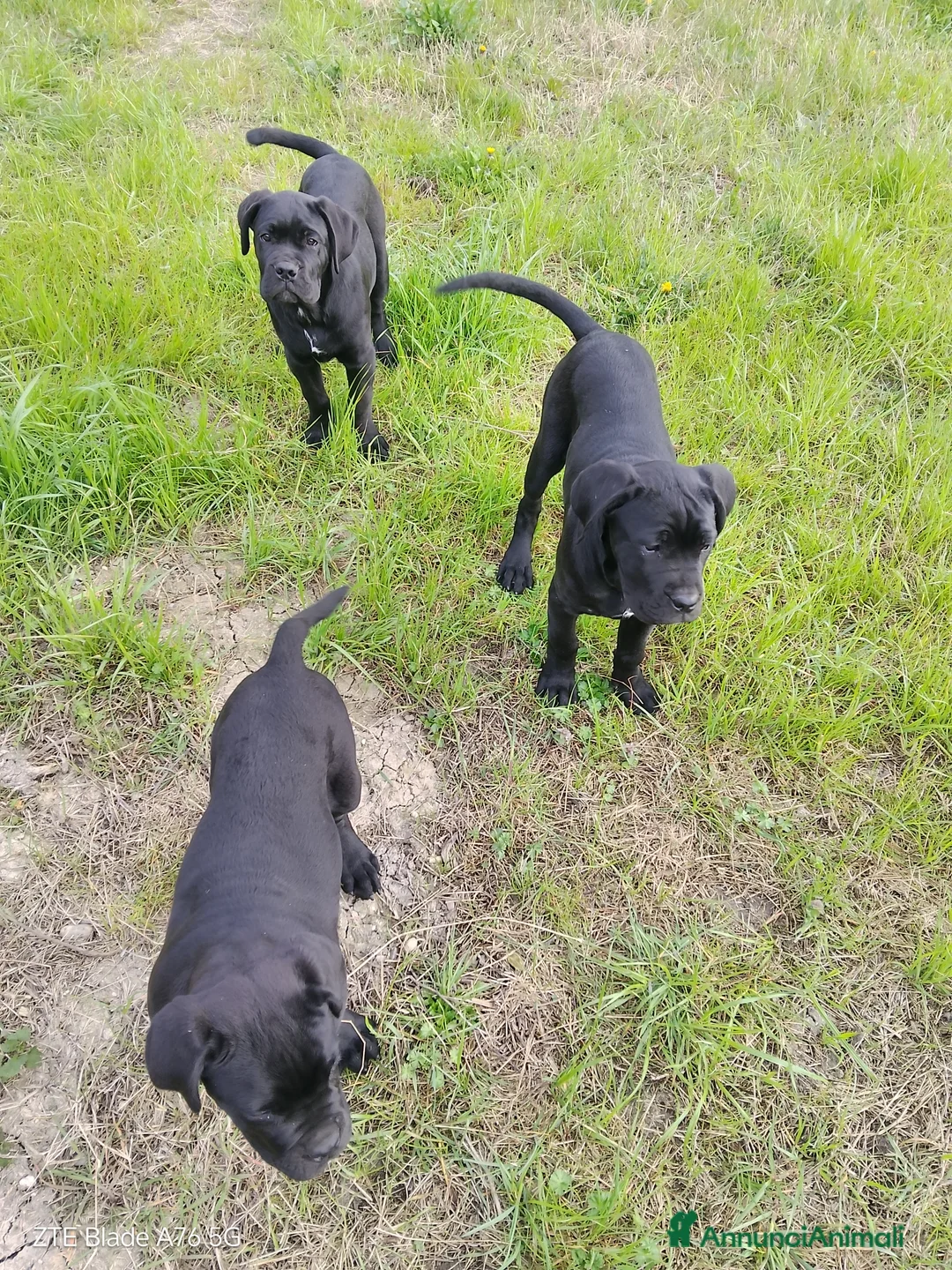 Cane Corso cani in vendita: Cuccioli Corso - Annuncio 4