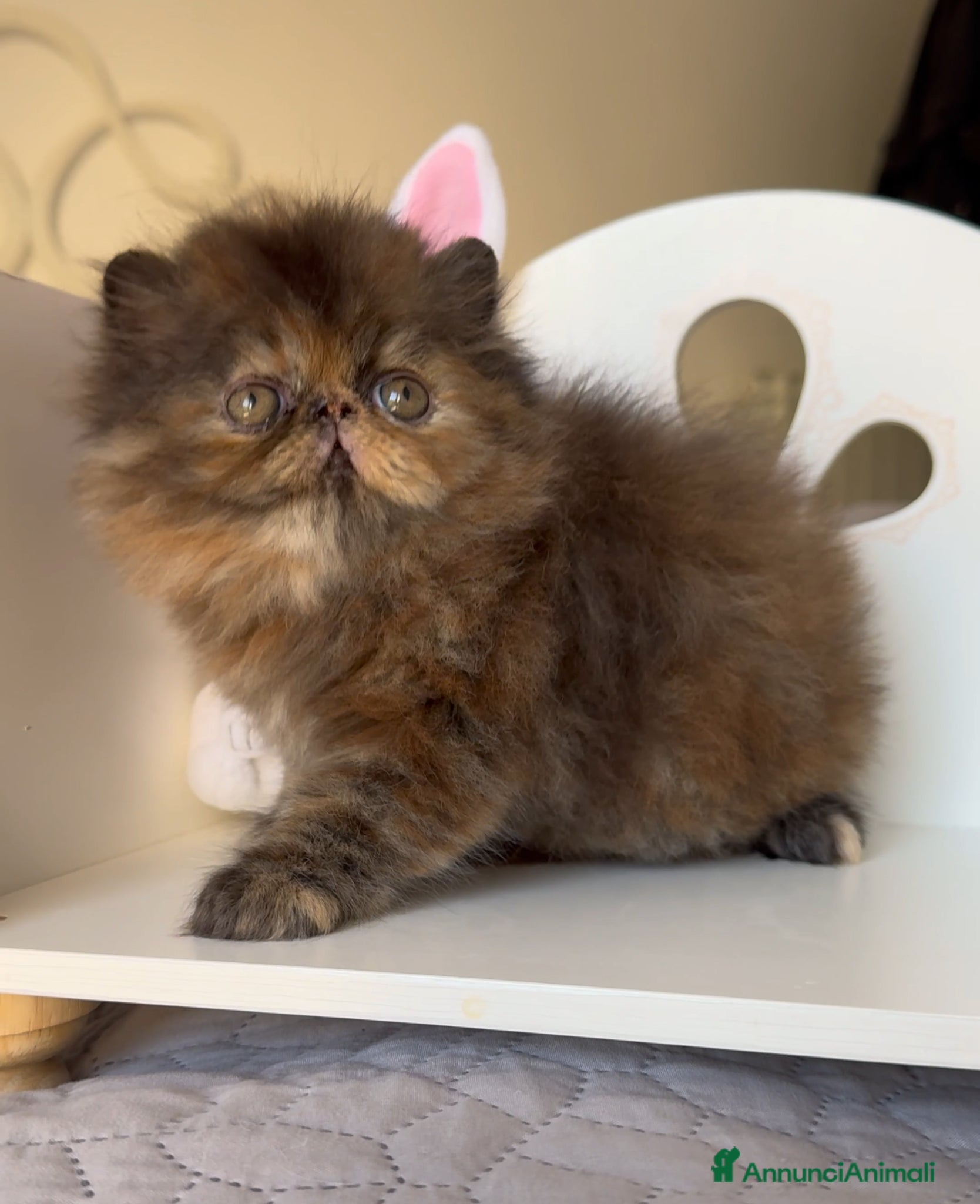 Persiano gatti in vendita: AnnaRita Orchidea - Annuncio 7