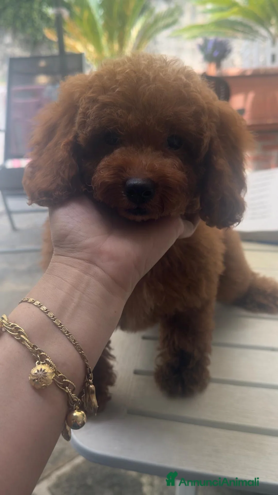 Barboncino cani in vendita: Barboncini nani Red e albicocca  a Provincia di Savona - Annuncio 1