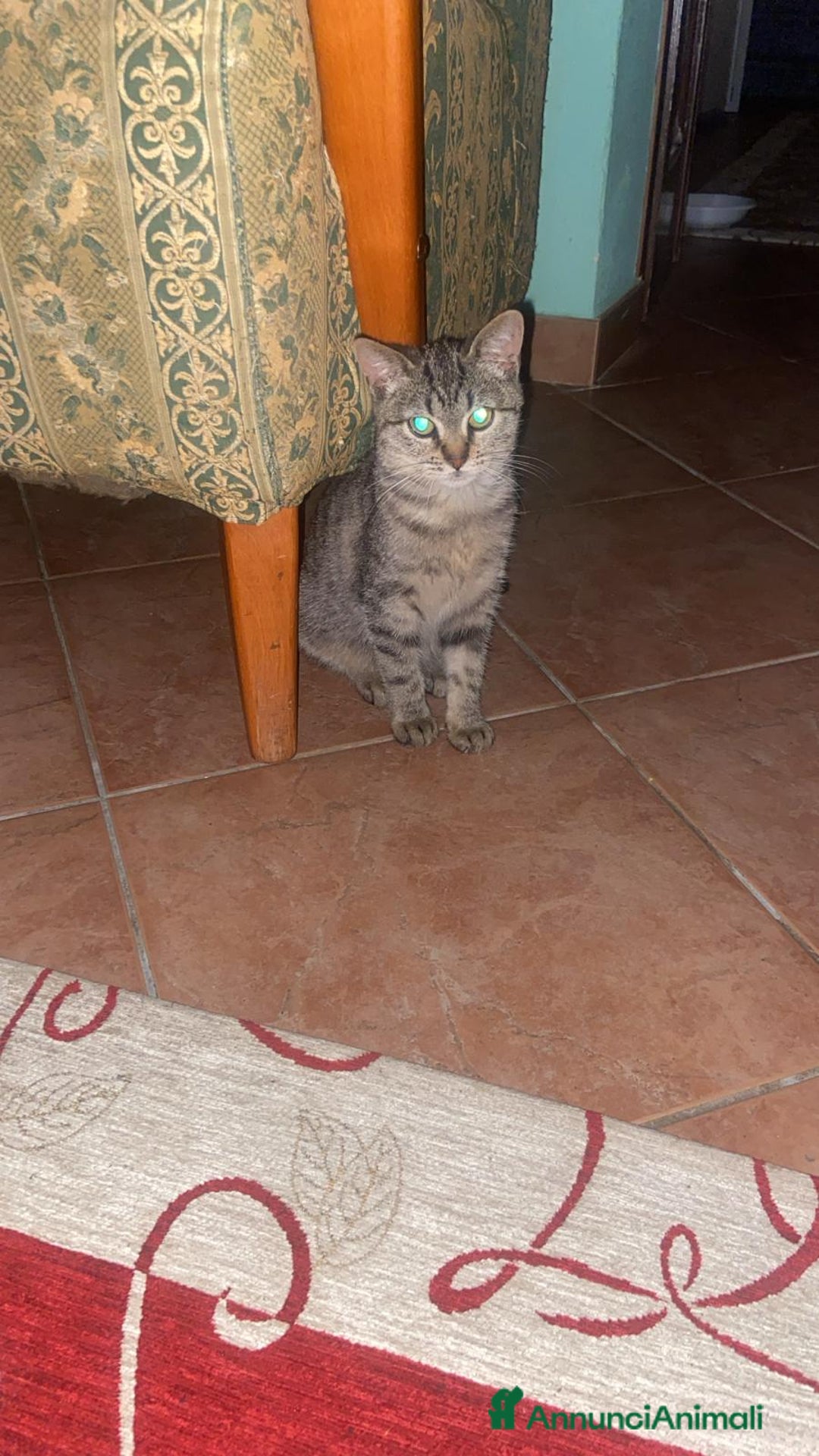 Europeo gatti in regalo: Tigratina dolce  - Annuncio 1