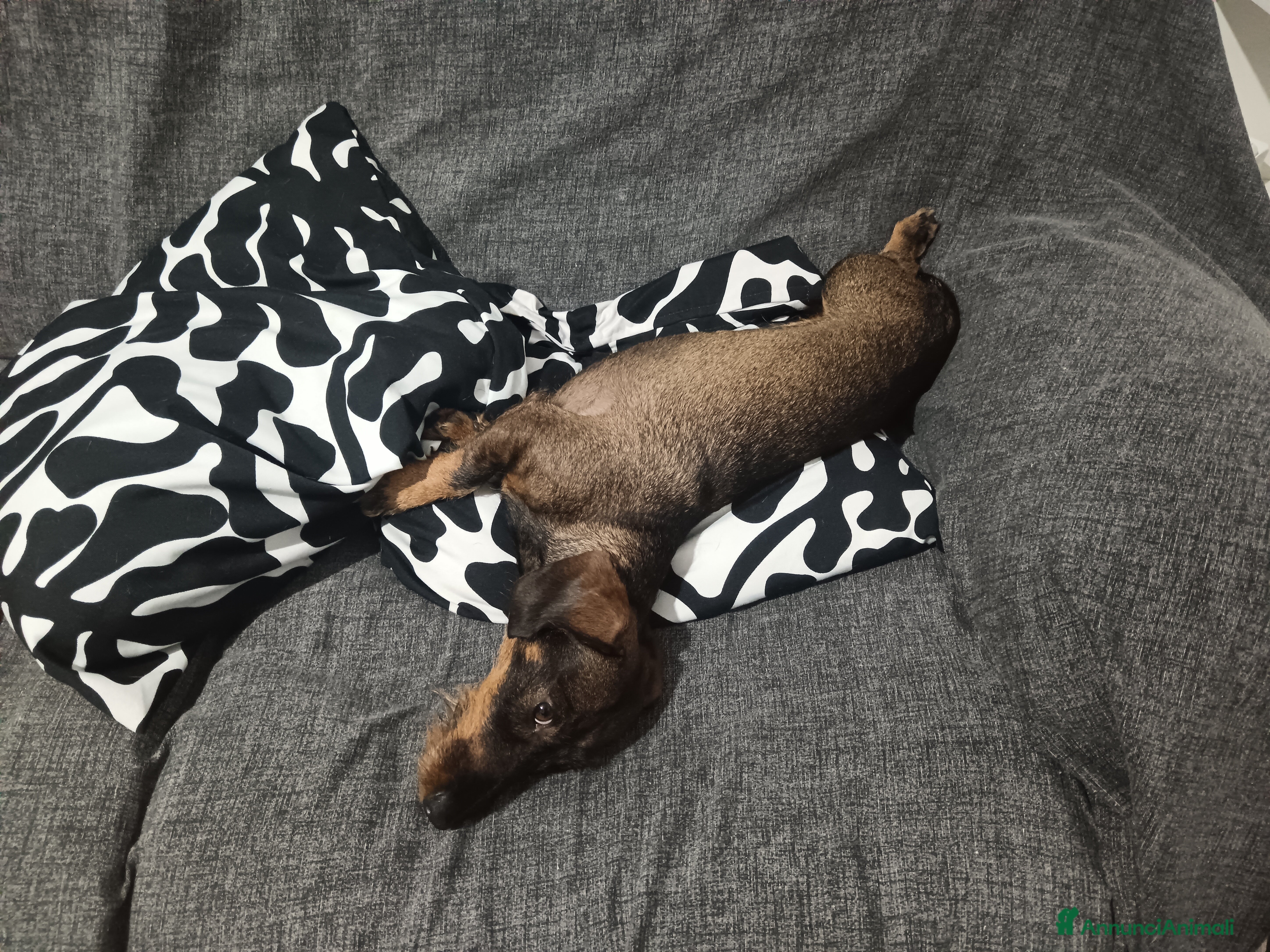 Bassotto cani Bassotto a pelo duro  - Annuncio 2