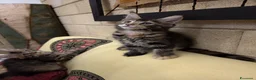 Maine Coon gatti in vendita: Bellissima cucciola Maine Coon  - Annuncio 5