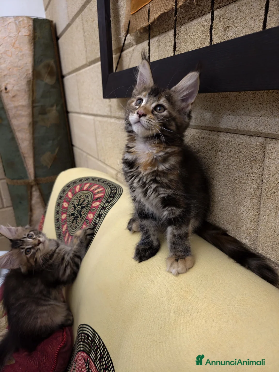 Maine Coon gatti in vendita: Bellissima cucciola Maine Coon  - Annuncio 5
