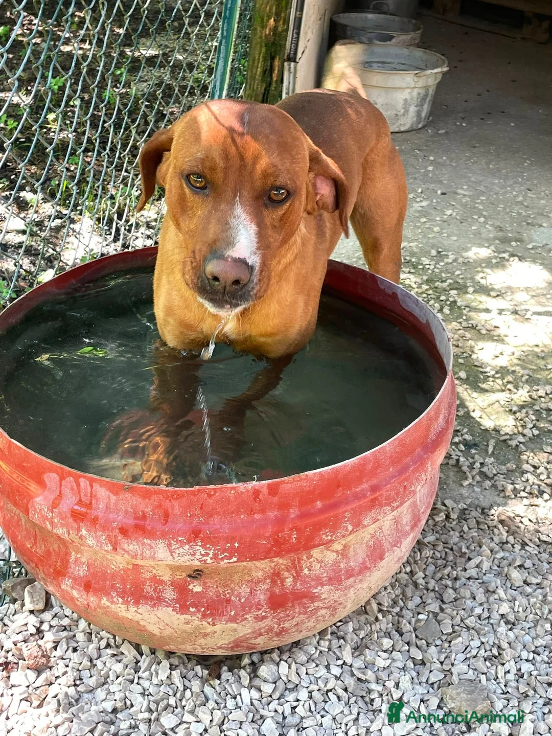 Meticcio cani in regalo: IL SIMPATICO E BELLISSIMO CORFU' - Annuncio 9