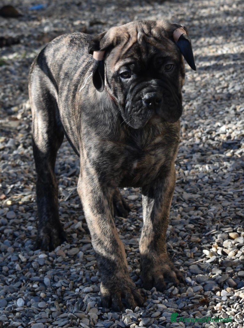 Bullmastiff cani CUCCIOLI BULLMASTIFF - Annuncio 2