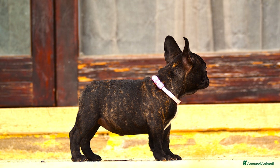 Bulldog Francese cani in vendita: Femmina Bringee  - Annuncio 5