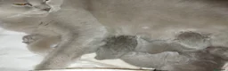 British gatti in vendita: Maschietto british shorthair  a Città Metropolitana di Torino - Annuncio 2