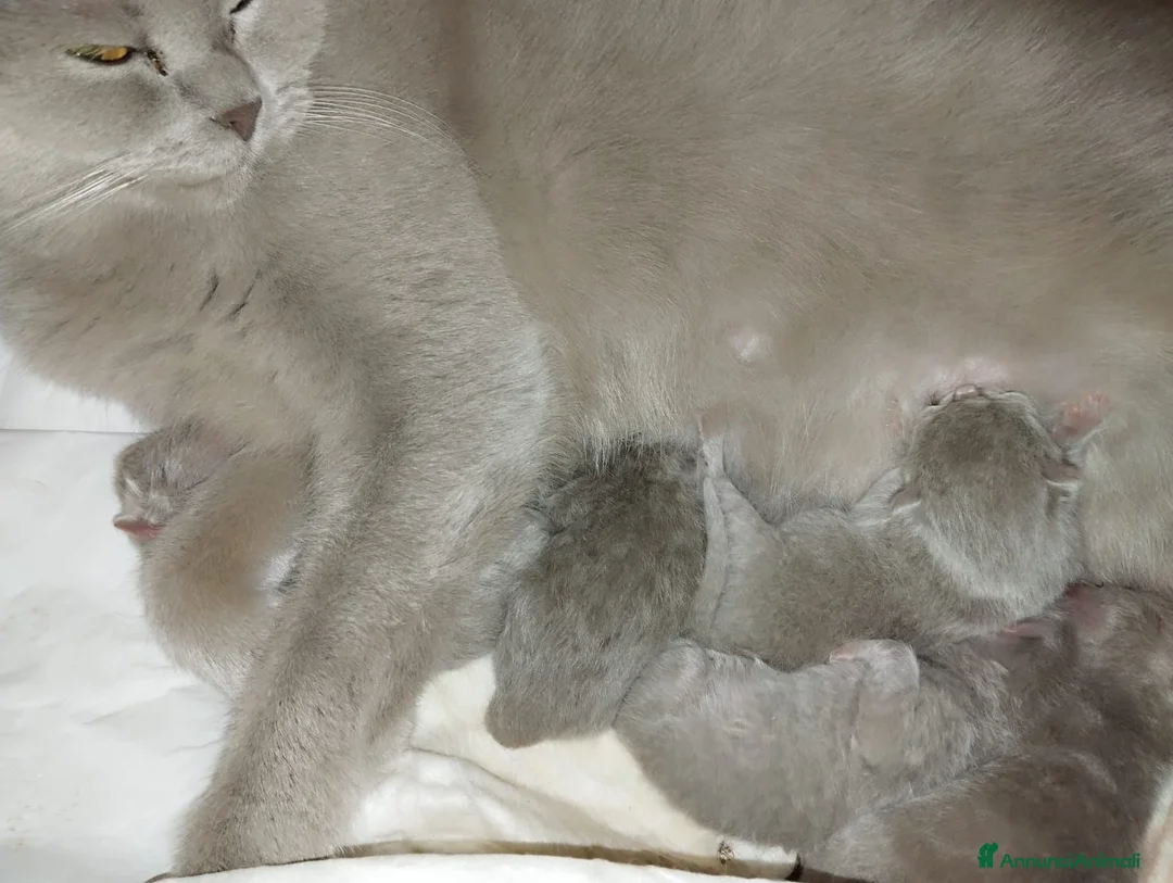 British gatti in vendita: Maschietto british shorthair  a Città Metropolitana di Torino - Annuncio 2