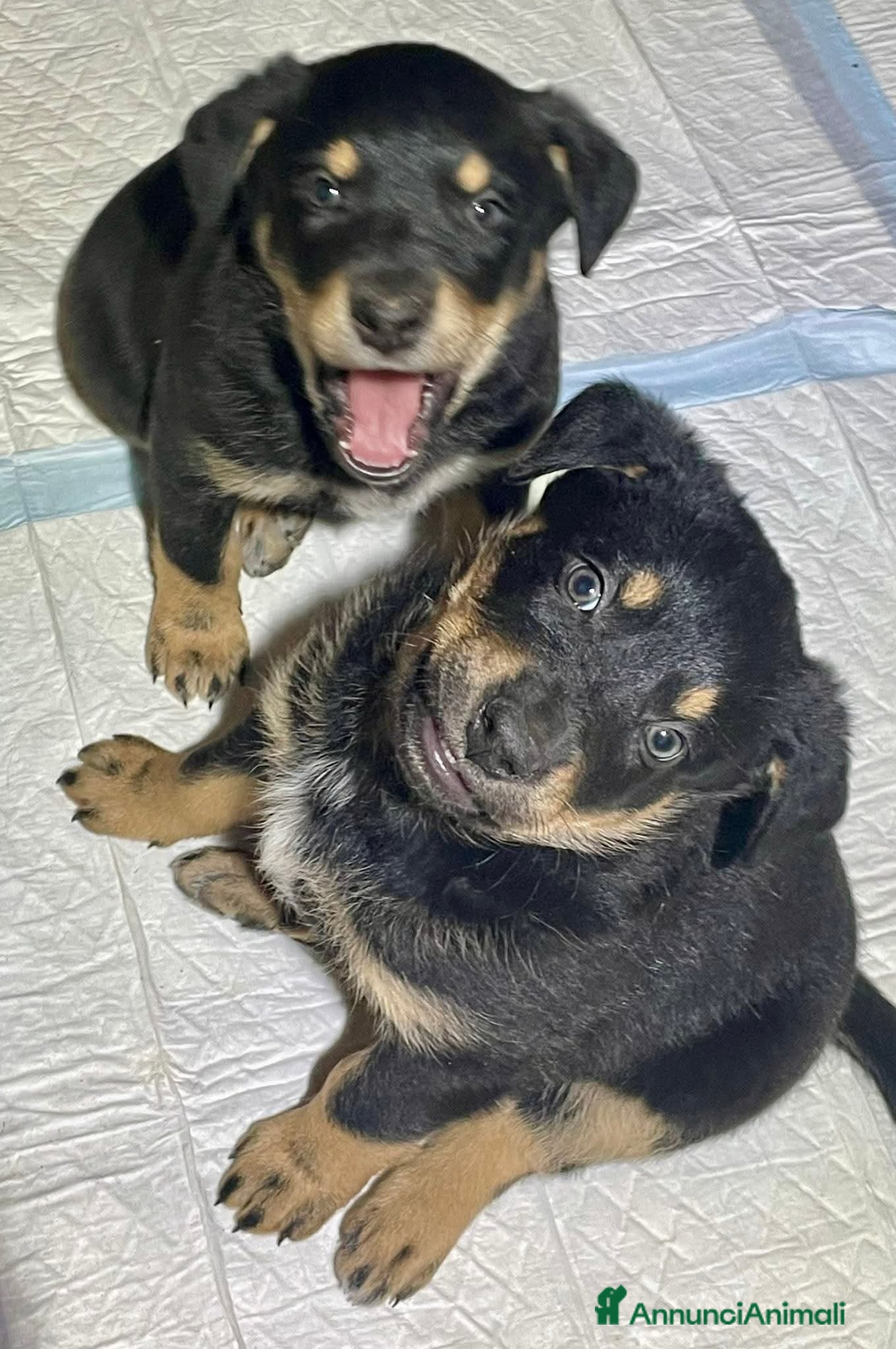 Meticcio cani Cuccioli meticci taglia media - Annuncio 1