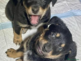 Meticcio cani Cuccioli meticci taglia media - Annuncio 7