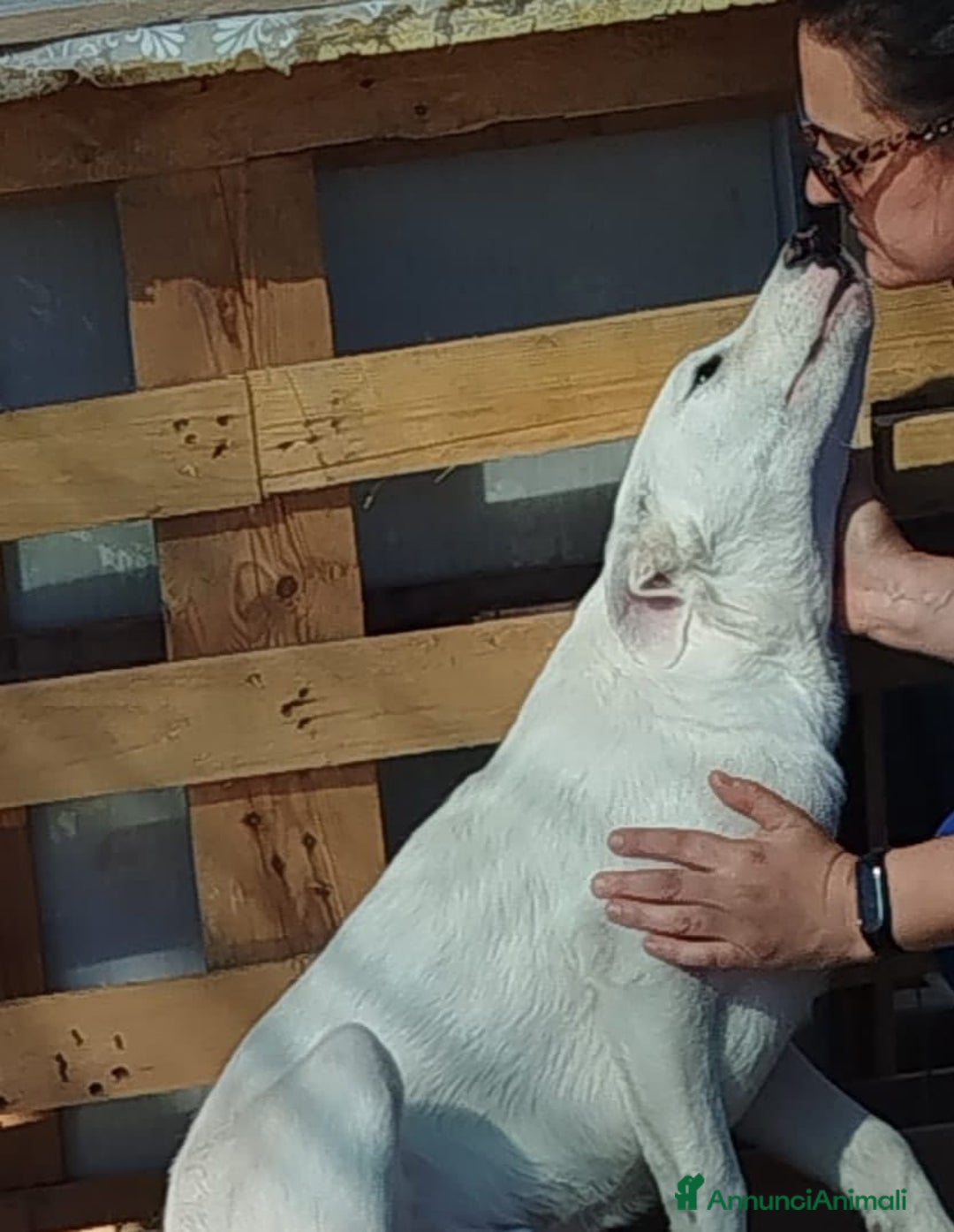 Altre razze cani in regalo: HUSKY - 6 Mesi - Cucciolo Dolce e Tranquillo - Annuncio 4