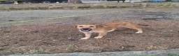 Meticcio cani in regalo: LIMONE 🩷 ASPRA LA VITA, DOLCISSIMA LEI a Provincia di Pavia - Annuncio 4