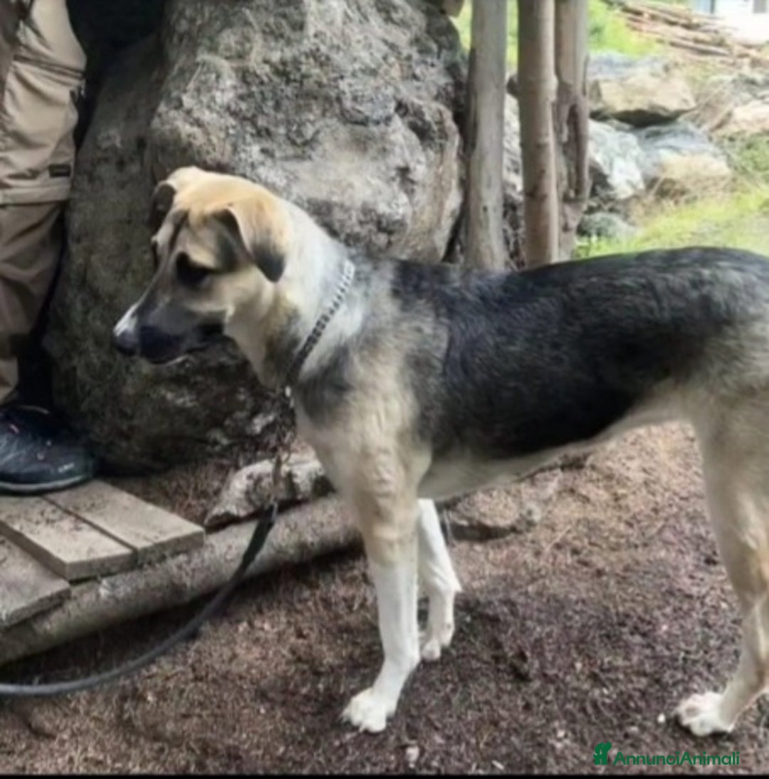 Meticcio cani in regalo: 10mesi pastorina A BREVE IN CANILE!VENEZIA URGENTE - Annuncio 3