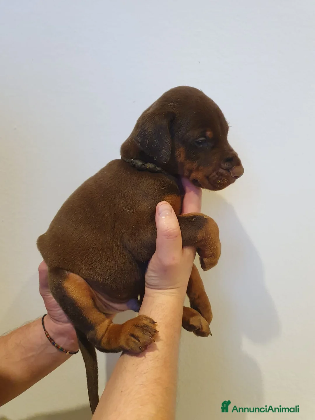 Dobermann cani in vendita: Cuccioli di Dobermann - Annuncio 19