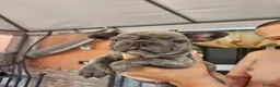 Bulldog Francese cani in vendita: Cucciolo bulldog Francese esotico  - Annuncio 3