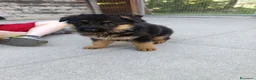 Pastore Tedesco cani in vendita: cuccioli pastore tedesco - Annuncio 3