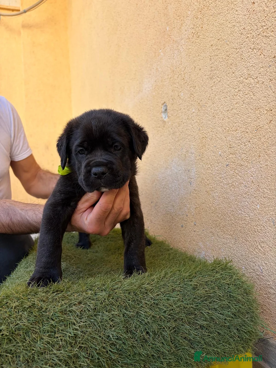 Cane Corso cani in vendita: cuccioli di Cane Corso - Annuncio 10