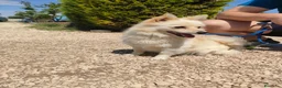 Volpino Italiano cani in regalo: Lillino un cucciolo di volpino in canile - Annuncio 2