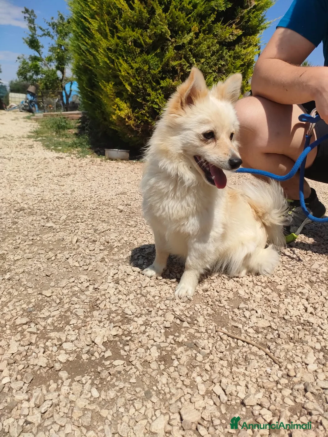 Volpino Italiano cani in regalo: Lillino un cucciolo di volpino in canile - Annuncio 2