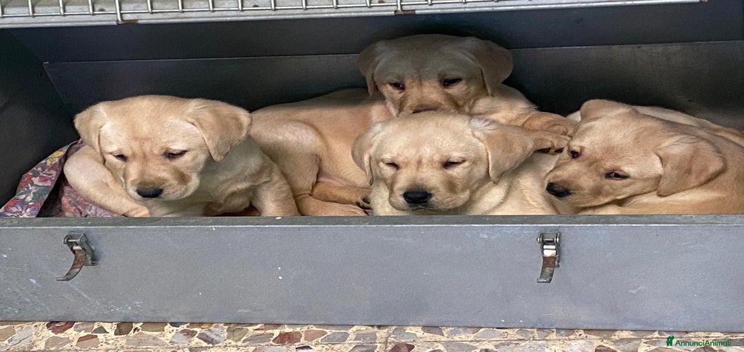 Immagine della galleria {{count}}