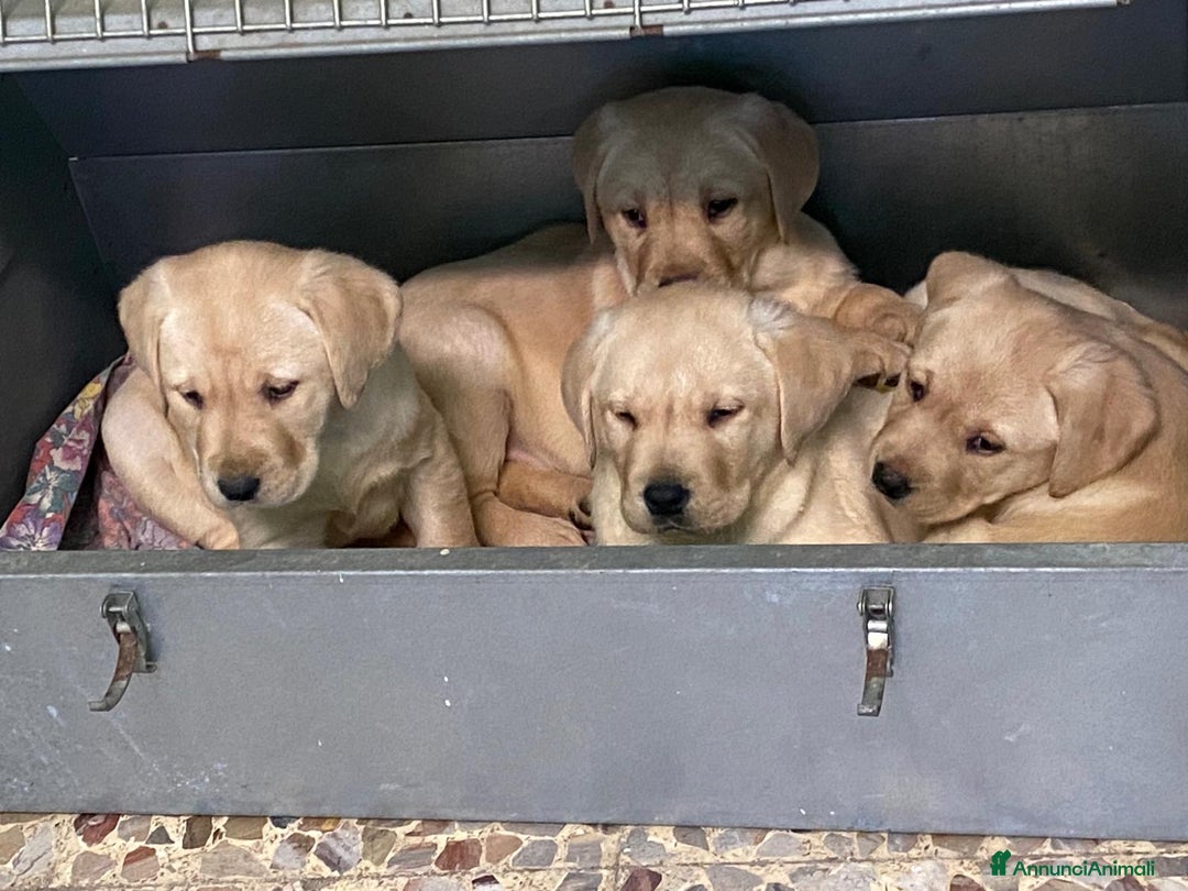 Immagine della galleria {{count}}