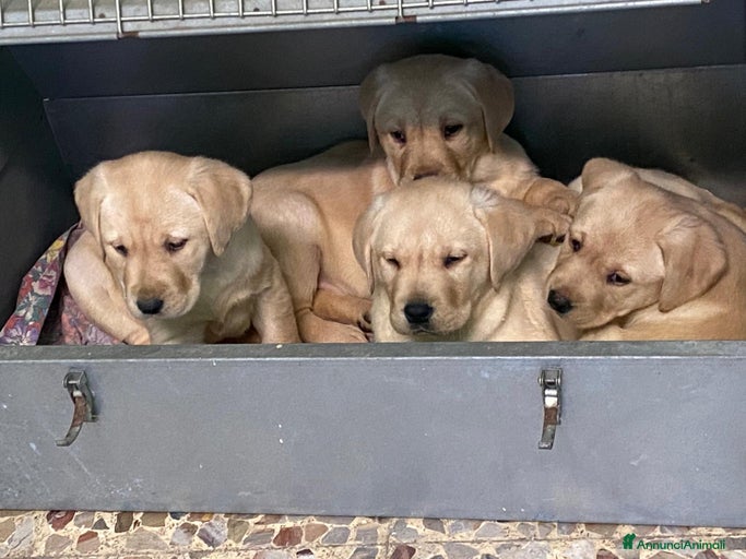 Immagine della galleria {{count}}