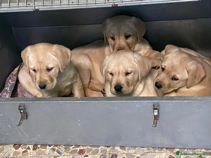 Immagine della galleria {{count}}