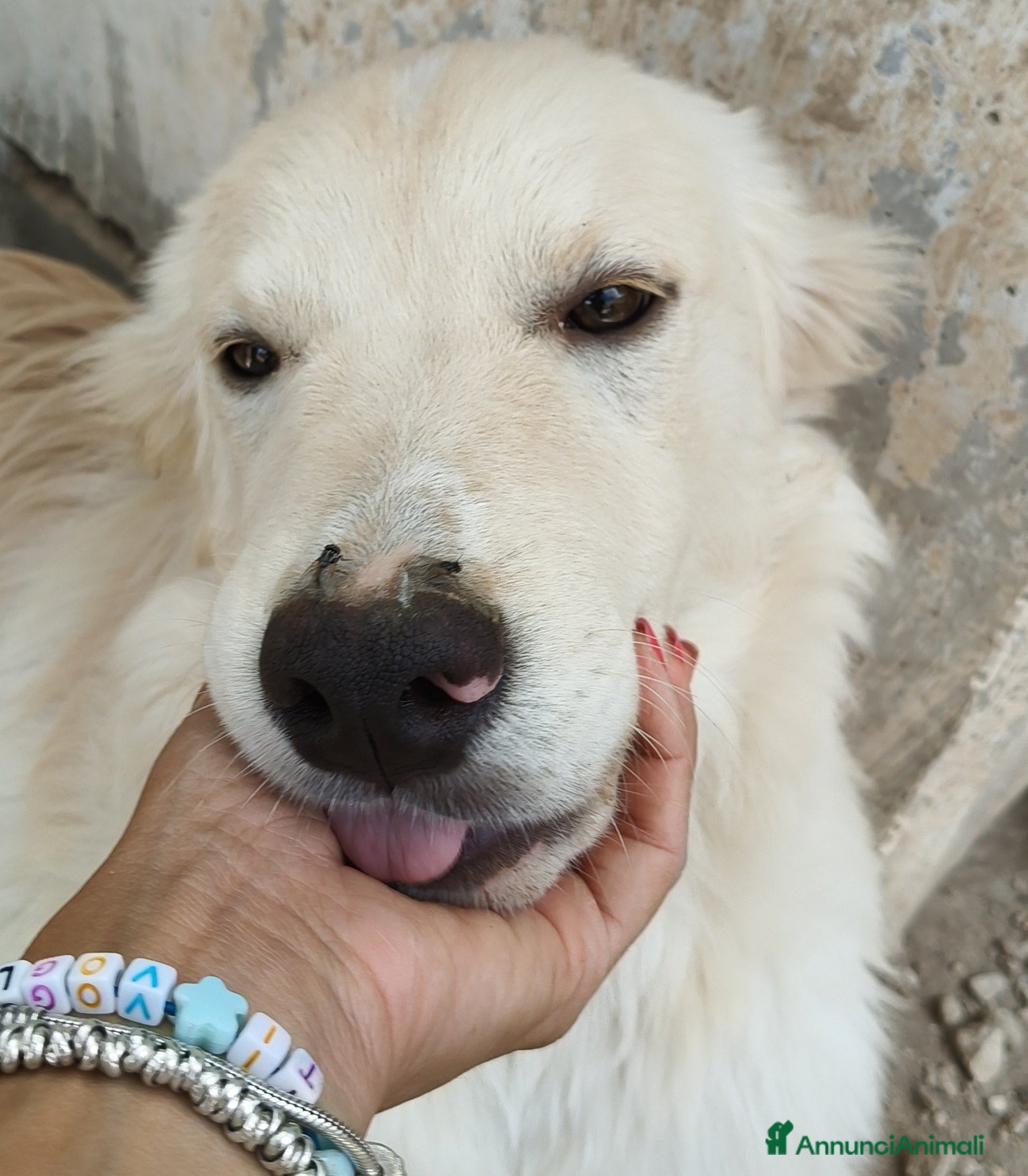 Meticcio cani Snoopy cucciolone bravissimo - Annuncio 15