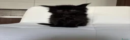 Maine Coon gatti in vendita: Maine Coon  a Provincia di Ascoli Piceno - Annuncio 6