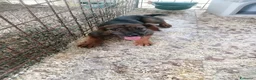 Meticcio cani in regalo: Fiorella, cucciola in canile - Annuncio 6