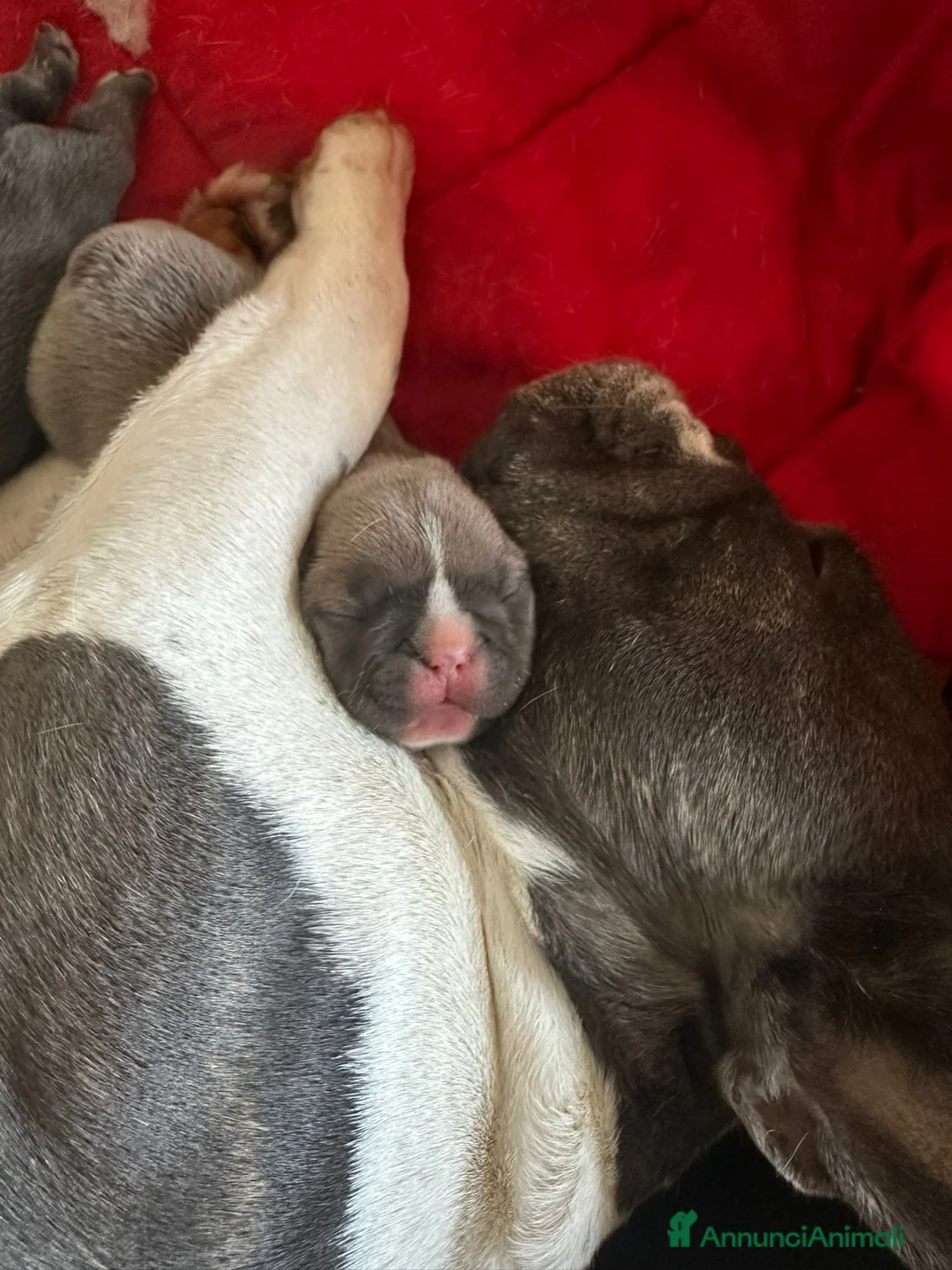 Bulldog Francese cani in vendita: CUCCIOLI BULLDOG FRANCESE - Annuncio 7