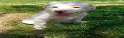 Meticcio cani in regalo: Cucciole femmine 3 mesi vaccinate - Annuncio 7
