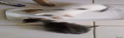 Europeo gatti in regalo: Regaloo Gattinii - Annuncio 5