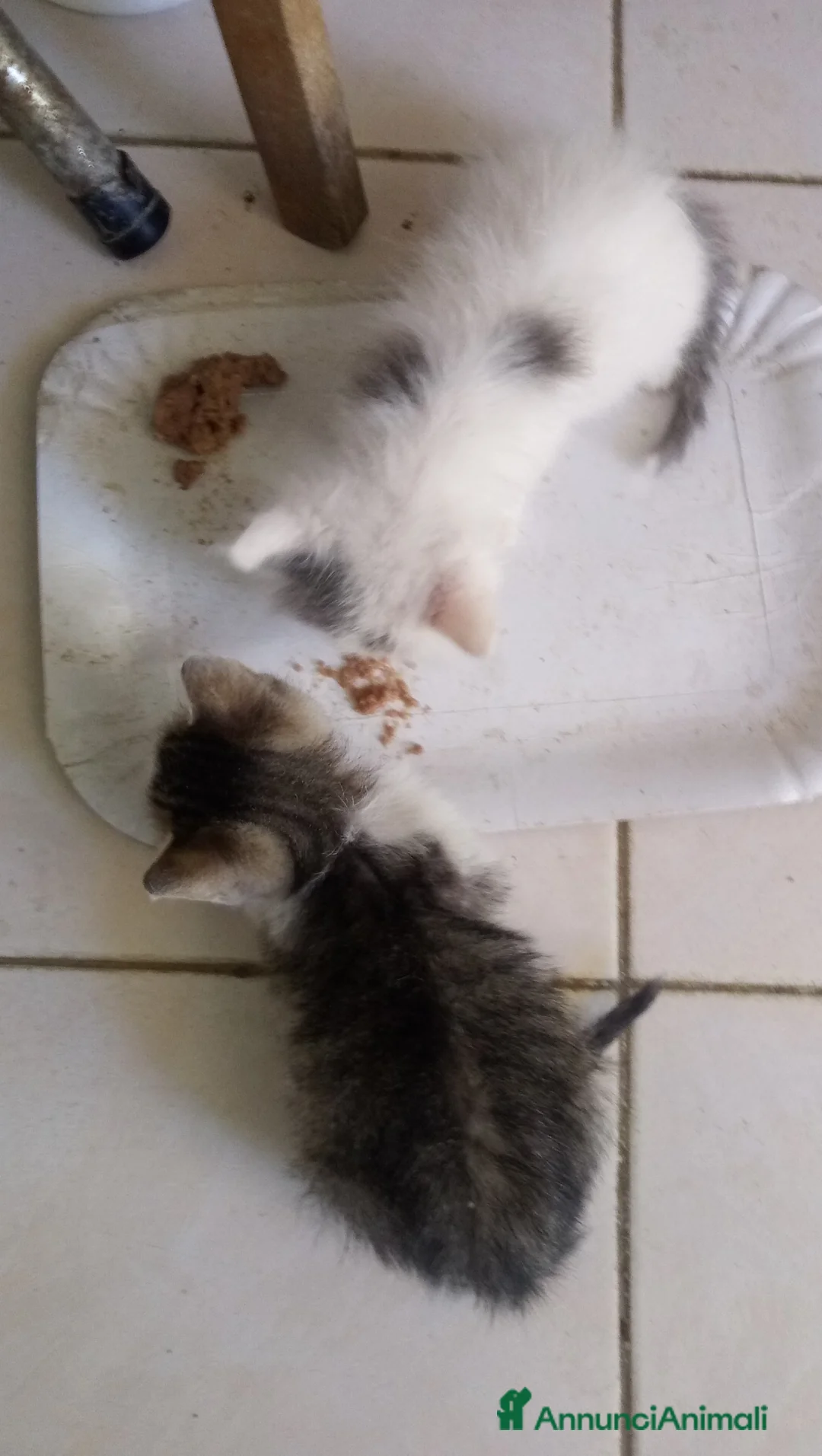 Europeo gatti in regalo: Regaloo Gattinii - Annuncio 5