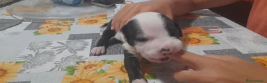 American Pitbull Terrier UKC 11