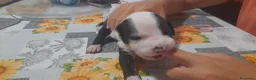 Pitbull cani in vendita: American Pitbull Terrier UKC  a Provincia di Alessandria - Annuncio 12