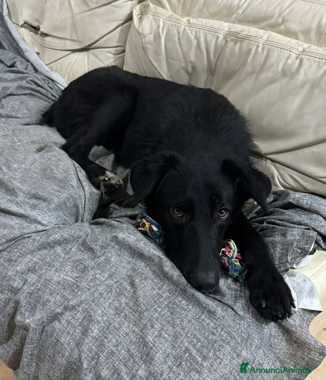 Meticcio cani in regalo: DANTE MIX LABRADOR/BORDER COLLIE - Annuncio 3