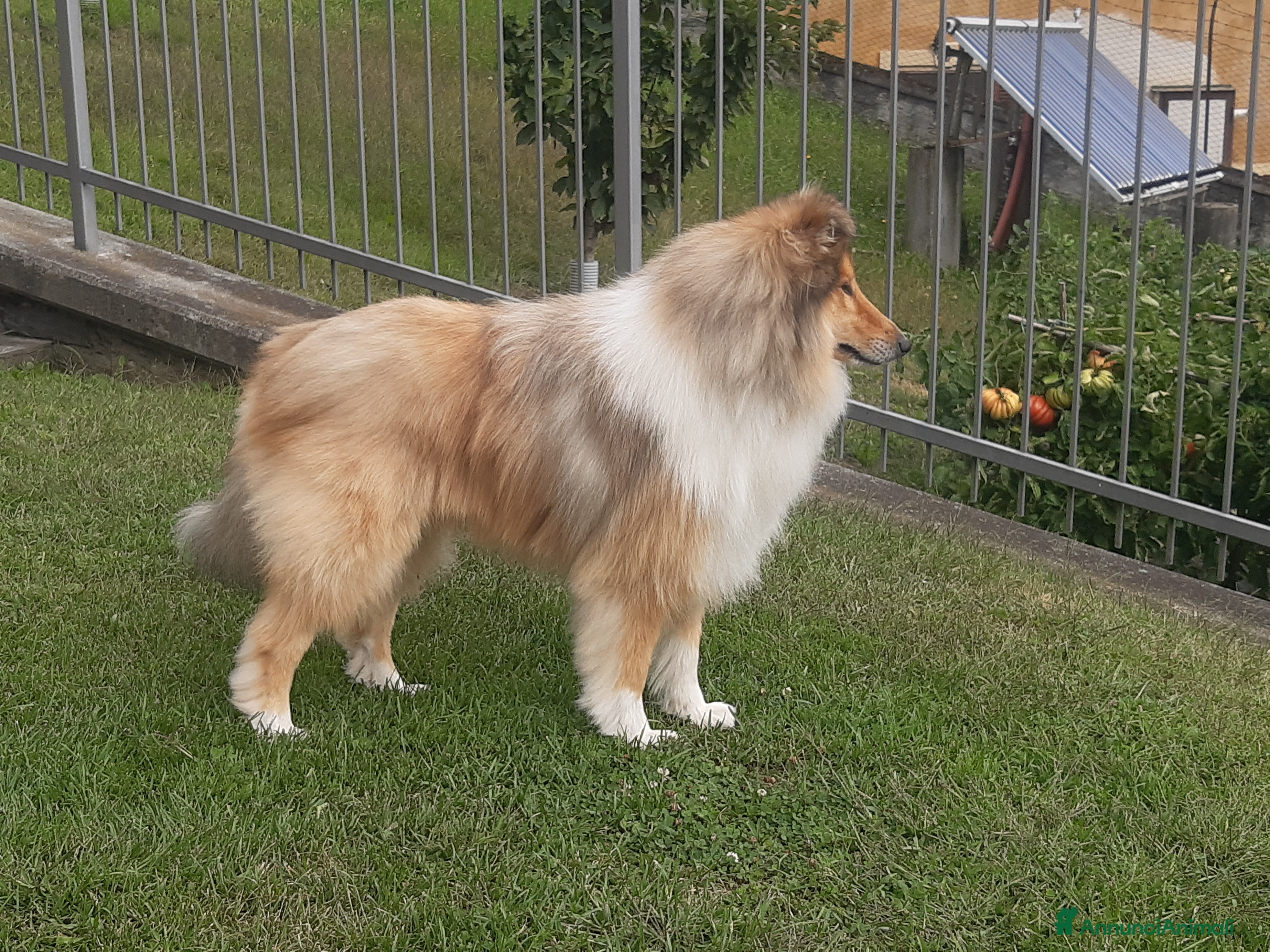 Collie cani Cerco Pastore scozzese femmina per accoppiamento - Annuncio 15
