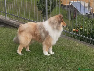 Collie cani Cerco Pastore scozzese femmina per accoppiamento - Annuncio 38