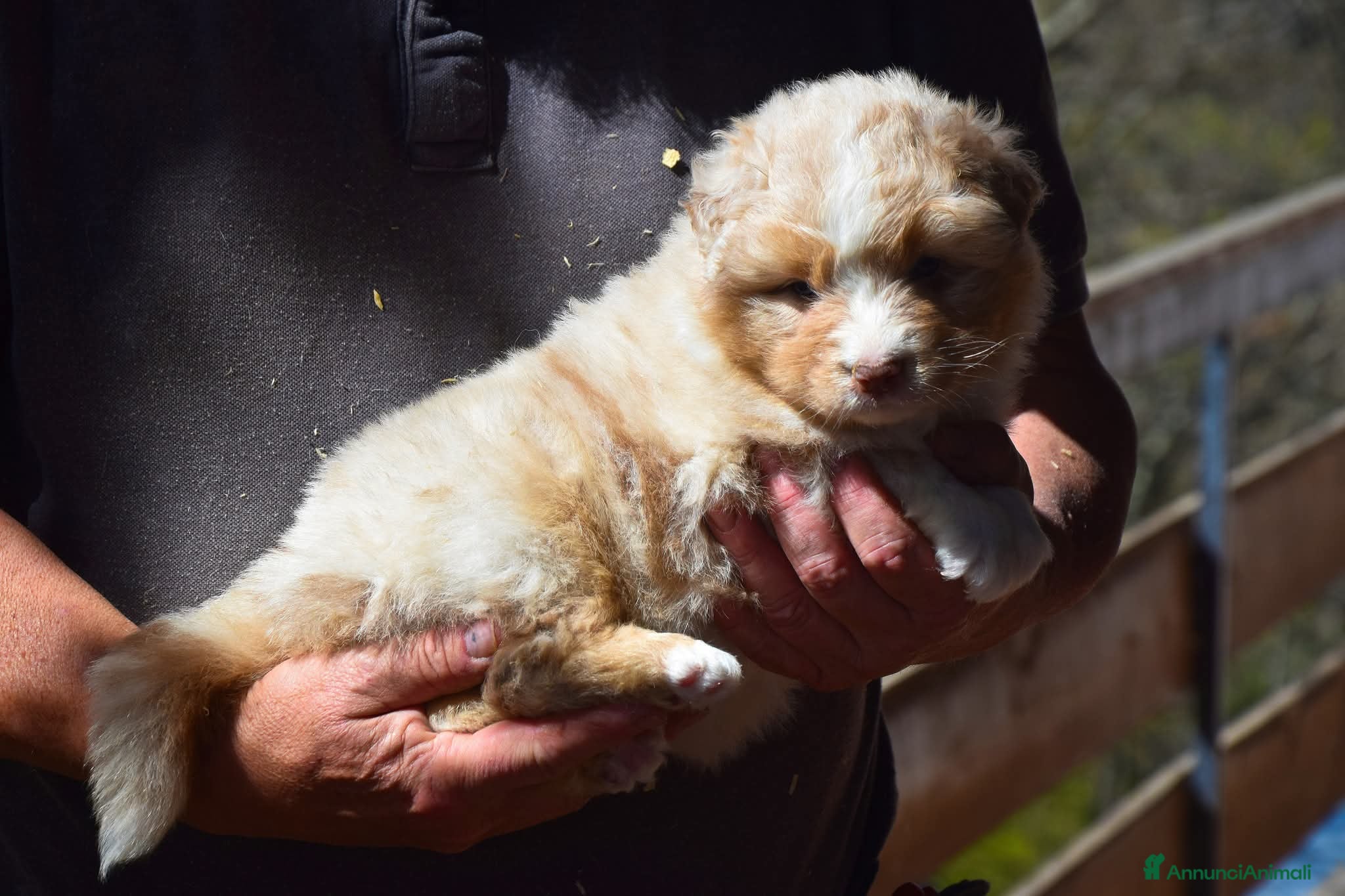 Australian Shepherd cani Cucciolata di pastore australiano  - Annuncio 3