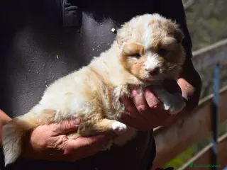 Australian Shepherd cani Cucciolata di pastore australiano - Annuncio 3