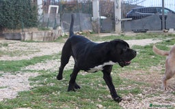 Cane Corso cani in vendita: Cuccioli di Cane Corso con Pedigree - Immagine 8