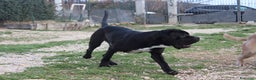 Cane Corso cani in vendita: Cuccioli di Cane Corso con Pedigree - Annuncio 8